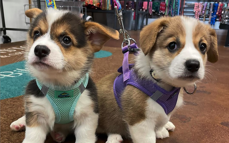 Puppies